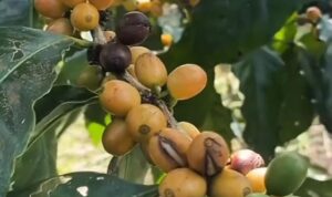 jfnfxtmkbg_whatsapp-image-2026-02-02-at-132112