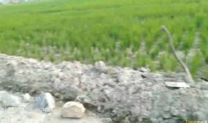 IMG-20260815-WA0000